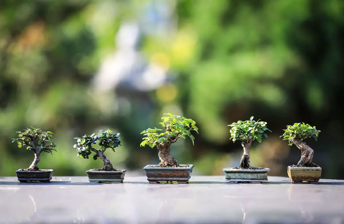 What is the most expensive bonsai in the world?
