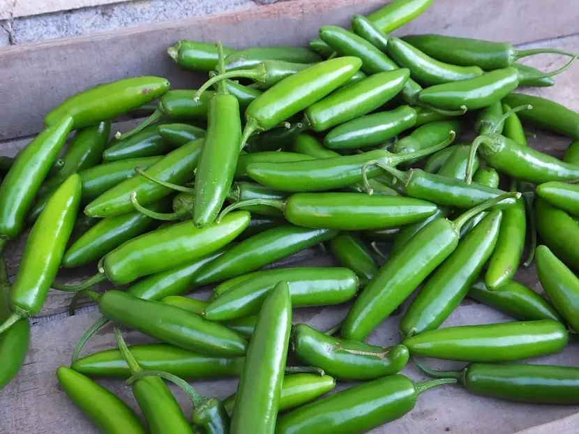 Meet the chile serrano, a plant with great properties