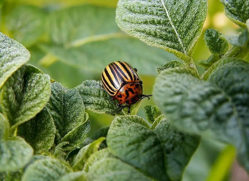 How to kill beetle pests in your garden