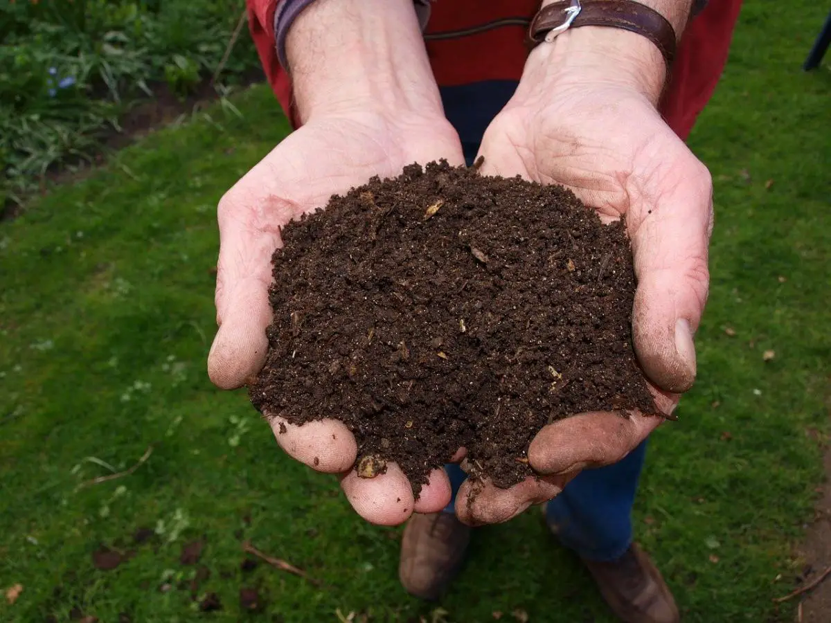 How to make organic compost for the garden and garden?