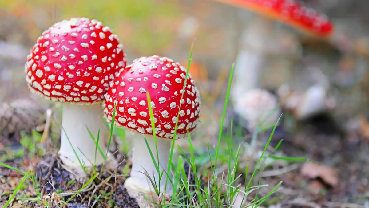 Main characteristics of mushrooms | Gardening On