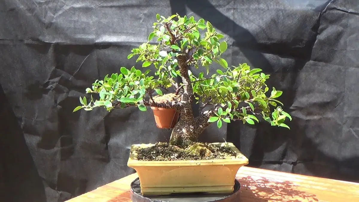 Ficus tiger bark: characteristics and care of bonsai