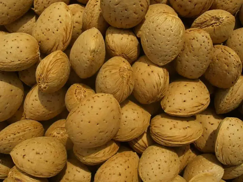 Characteristics, uses and cultivation of the marcona almond