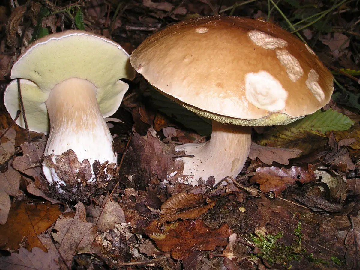 Mushrooms: characteristics, description, habitat, myths and curiosities