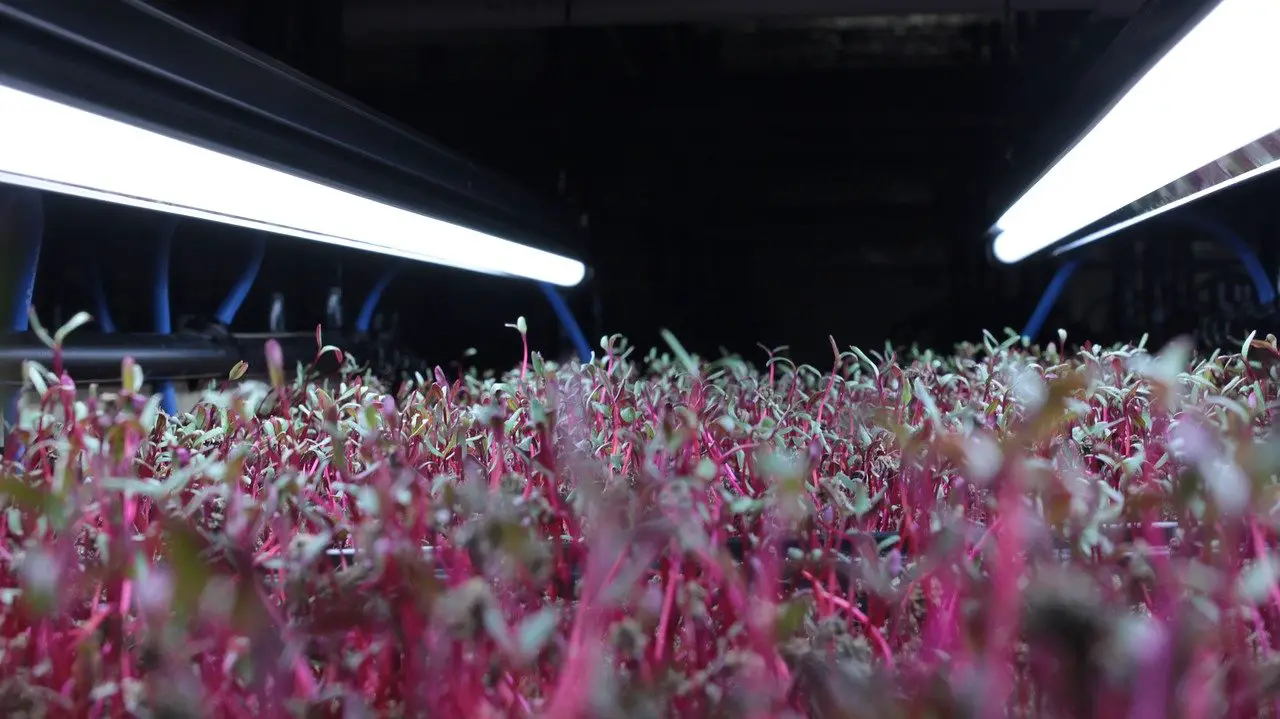 Microgreens: What They Are and How They Are Used