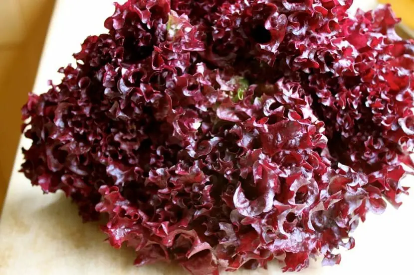 Characteristics, cultivation and benefits of purple lettuce