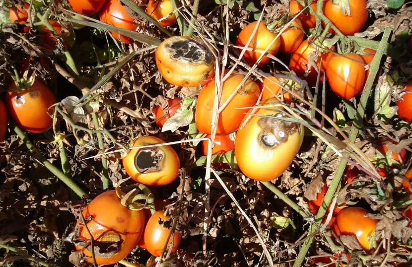 Tomato alternaria, what is it and how is it controlled? Gardening On