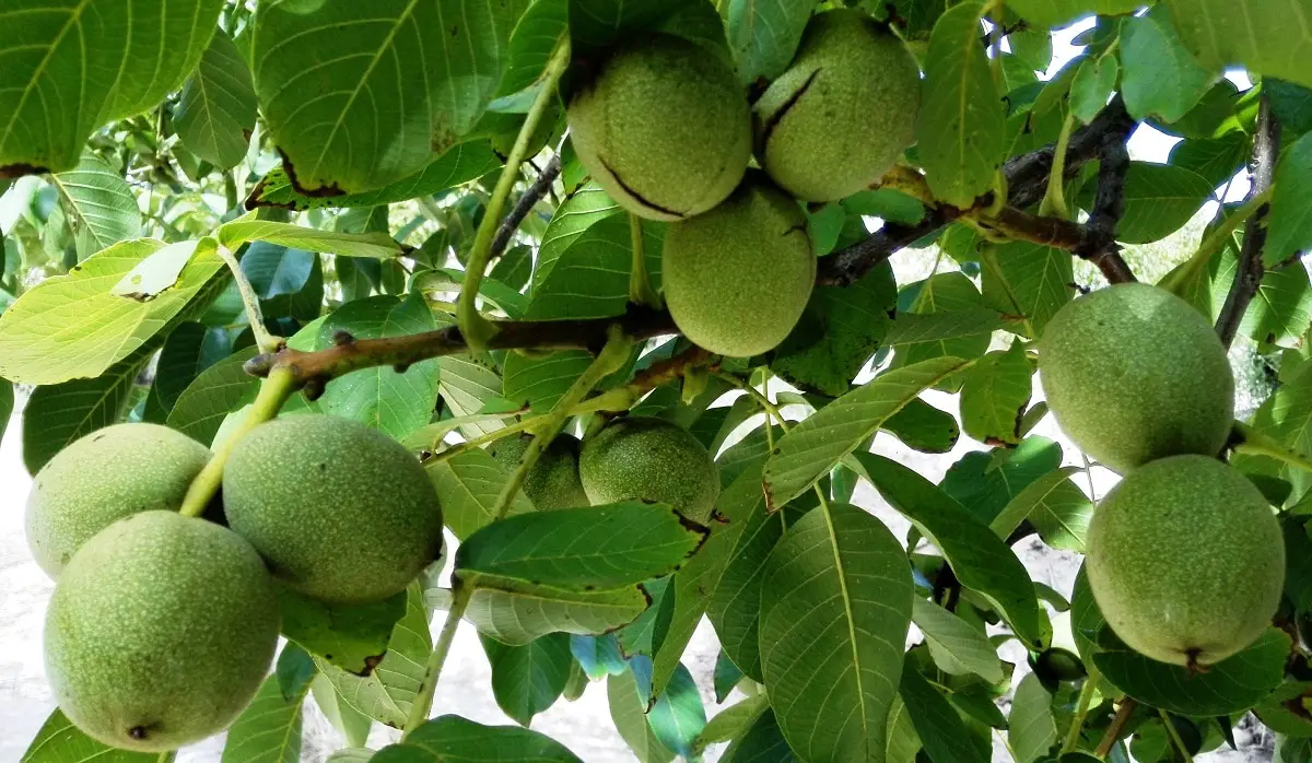 Characteristics and care of walnut