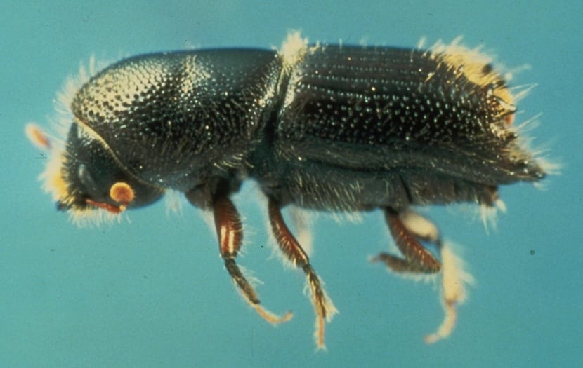 Borer plague on almond and olive trees; characteristics and treatment