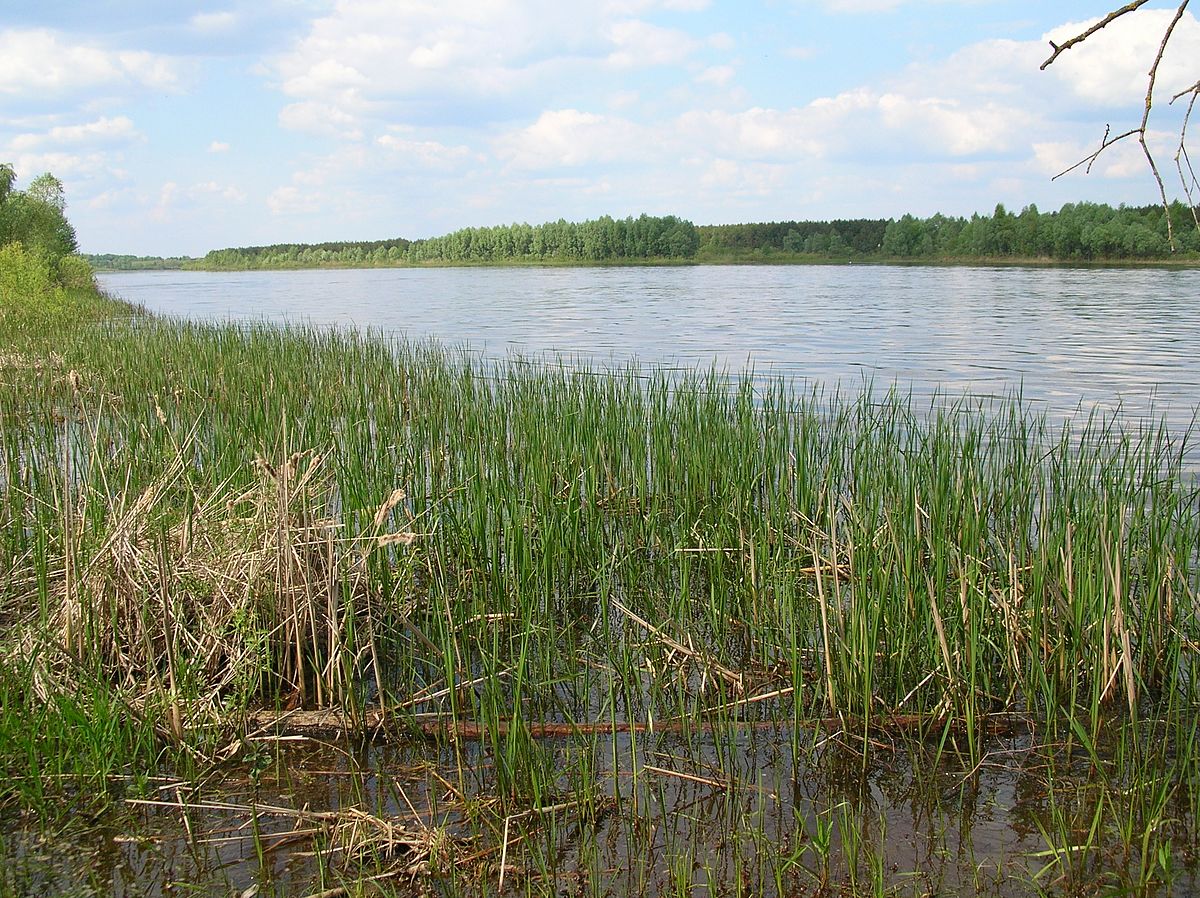 Marshes: what are they, characteristics, importance, flora and fauna