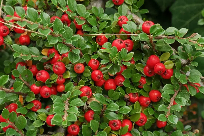 Characteristics, uses and care of Cotoneaster dammeri