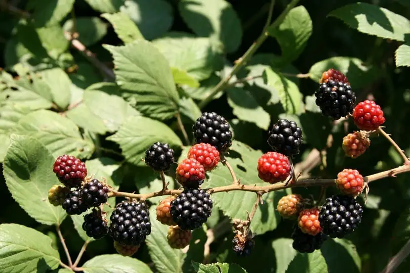 Characteristics, cultivation and properties of Rubus ulmifolius (blackberry)