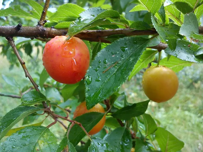 When to collect plum? | Gardening On