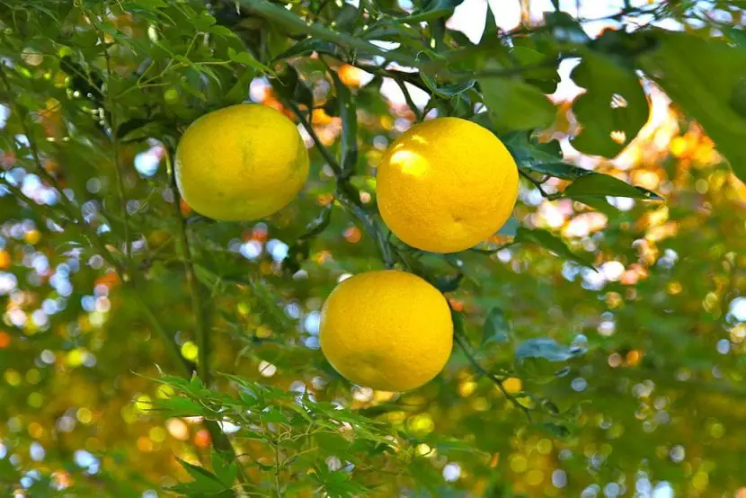 Yuzu care guide, a very decorative and resistant fruit tree