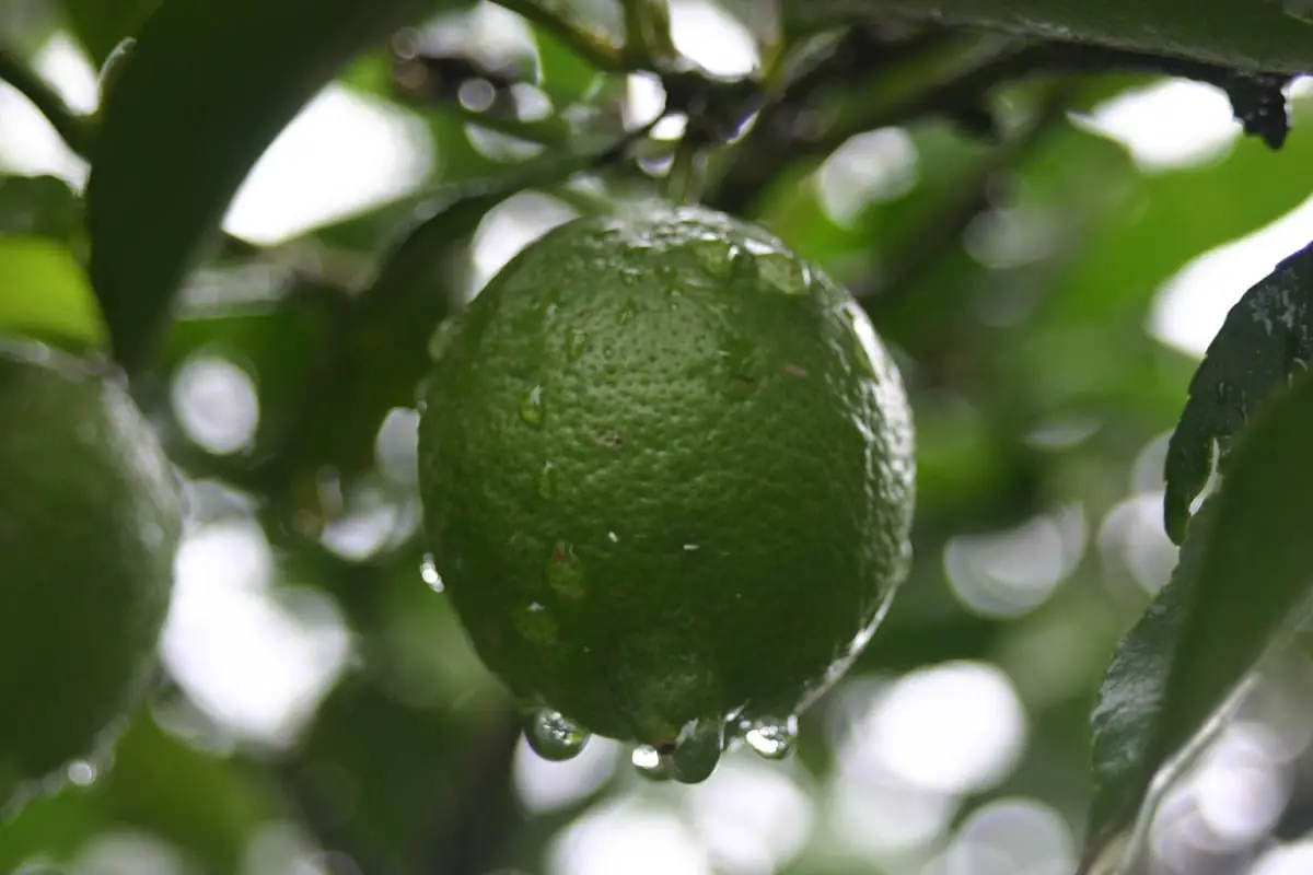 Green lemon properties: what is it for