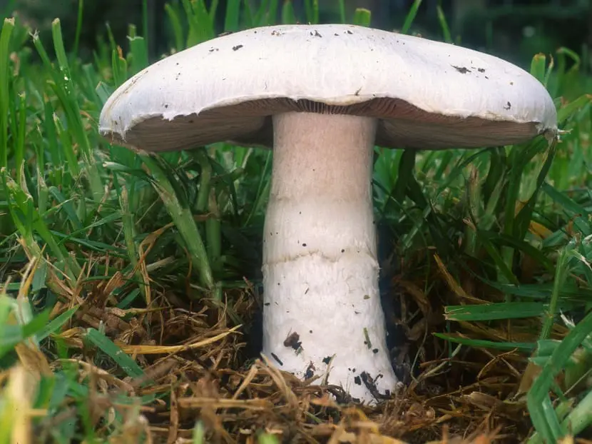 Characteristics, uses and properties of Agaricus campestris