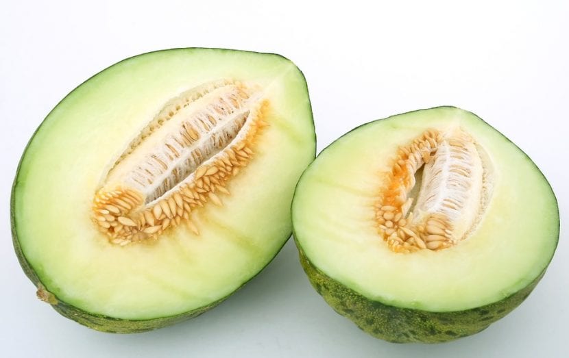 Cultivation of the Piel de Sapo melon, the most durable