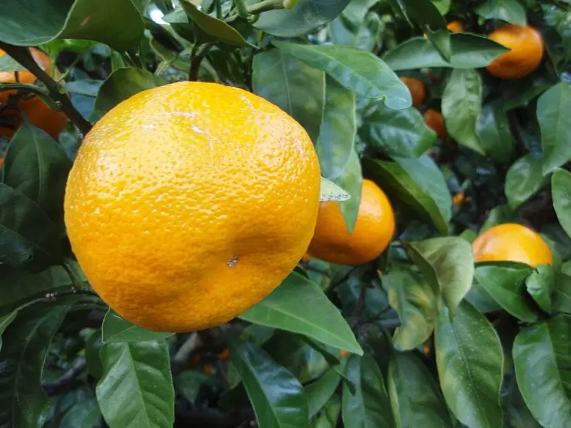 Characteristics of satsuma, the sweetest citrus