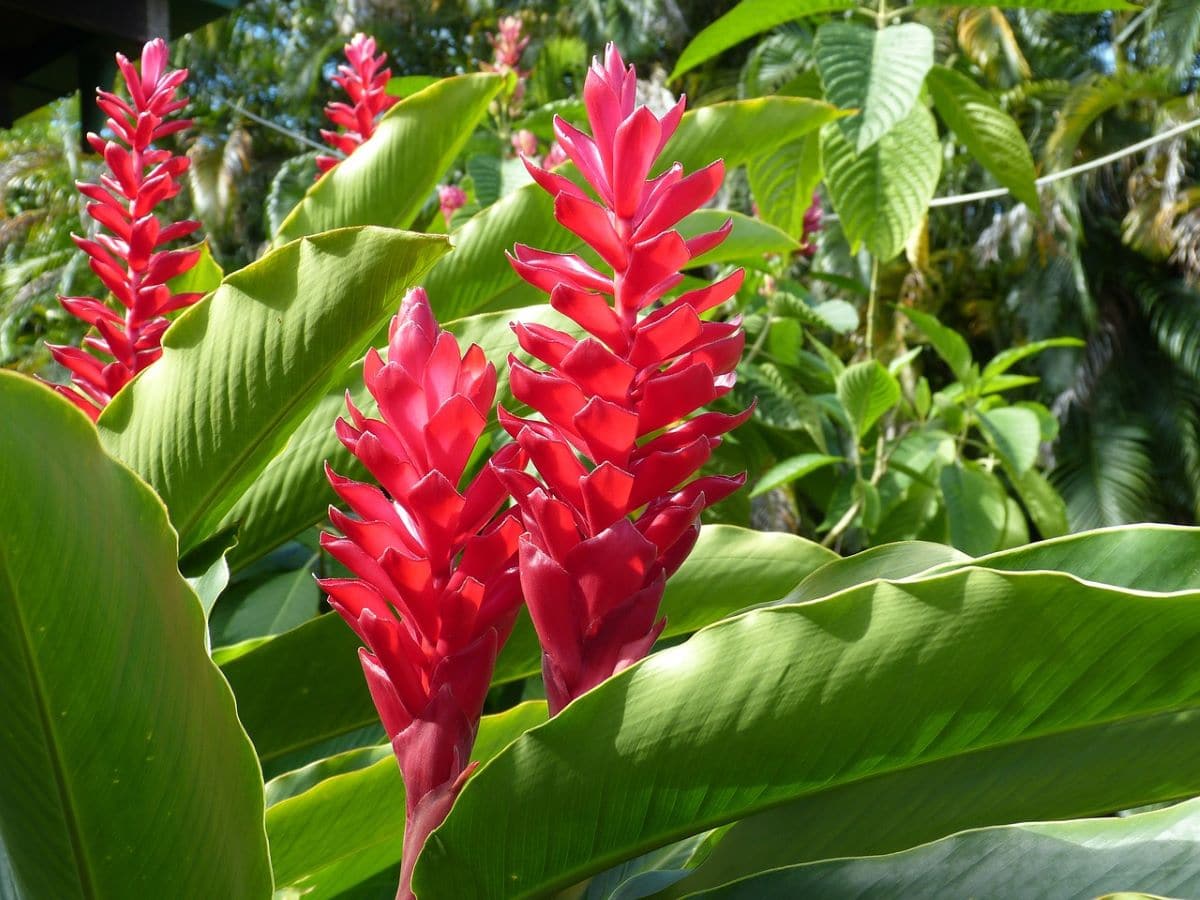 10 exotic flowers for your garden or terrace
