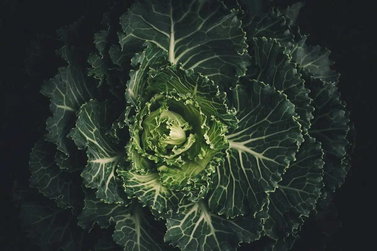 Types of cabbages: characteristics, uses and properties