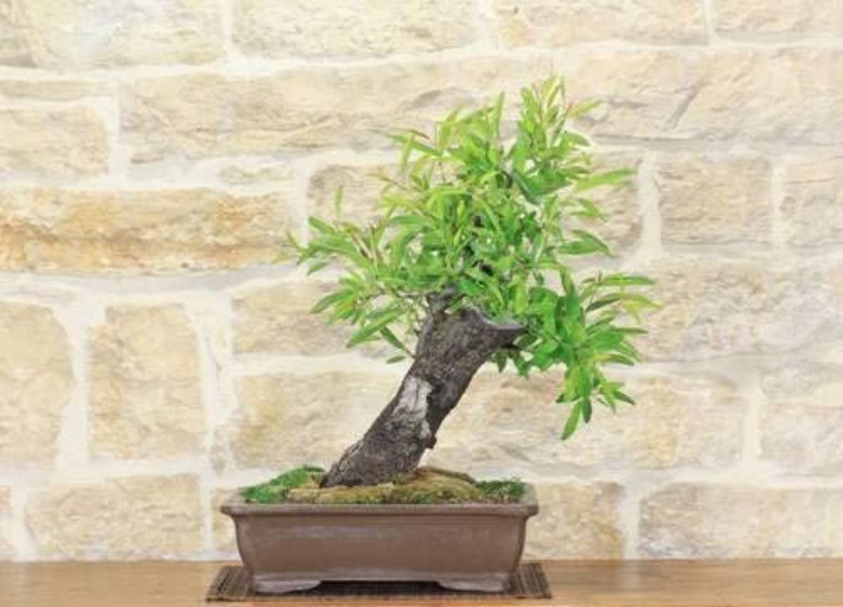 How to take care of an almond tree bonsai