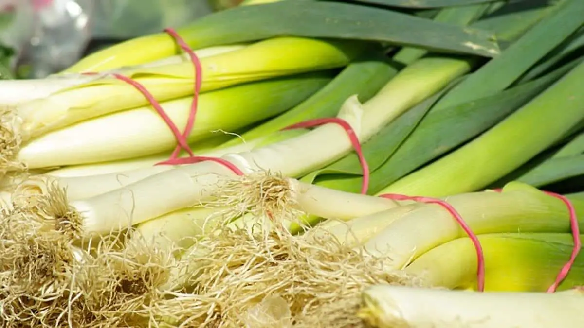 When to pick leeks: the best tips and tricks