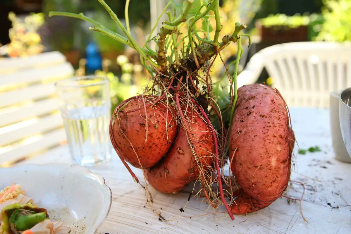 Sweet potato cultivation: when to plant, where and what care you need