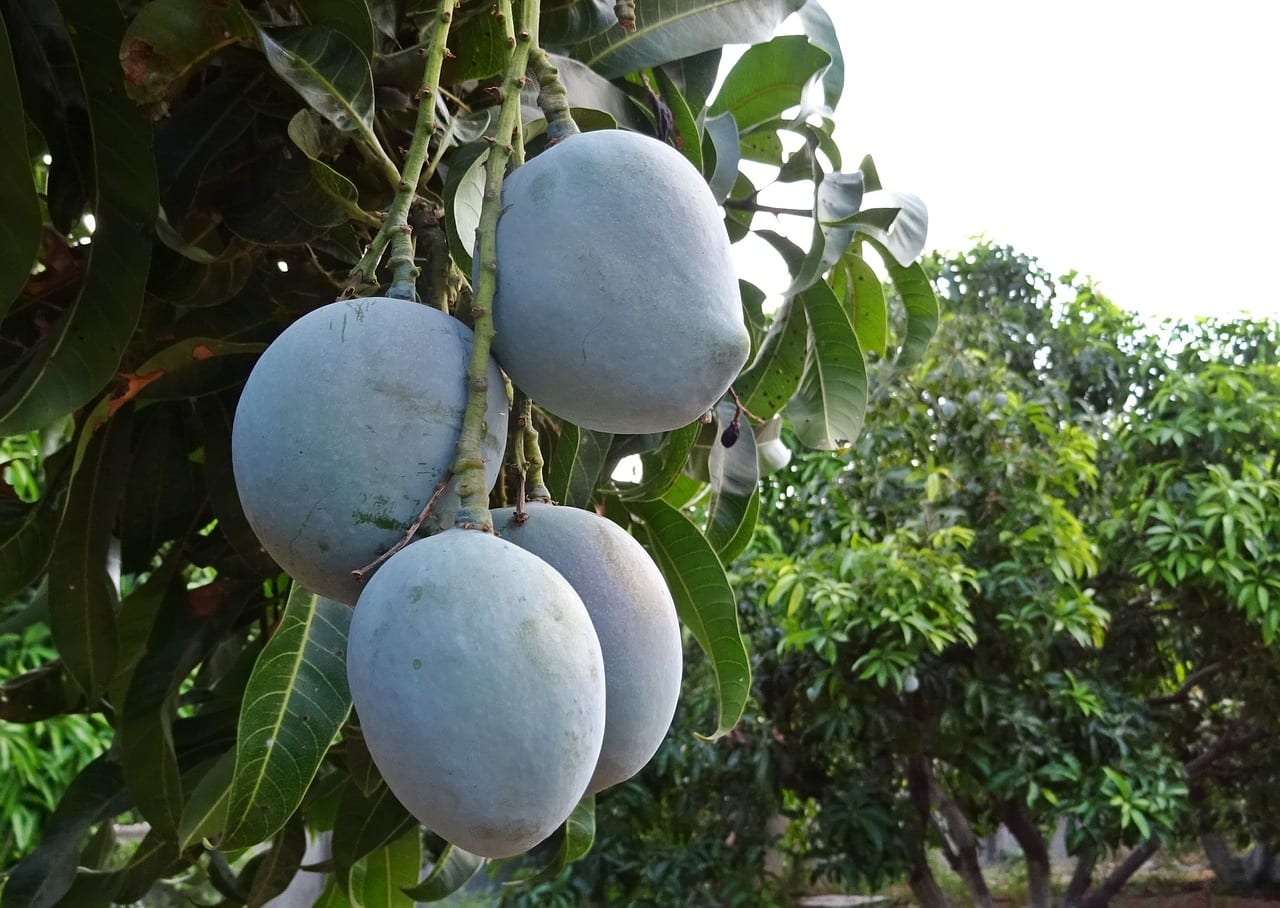 Is it possible to grow mango in Spain?
