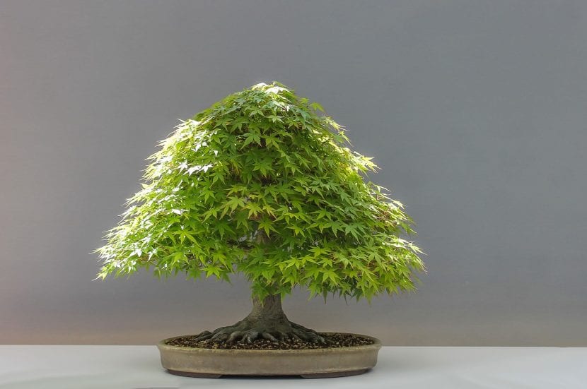 How to form the trunk of a bonsai