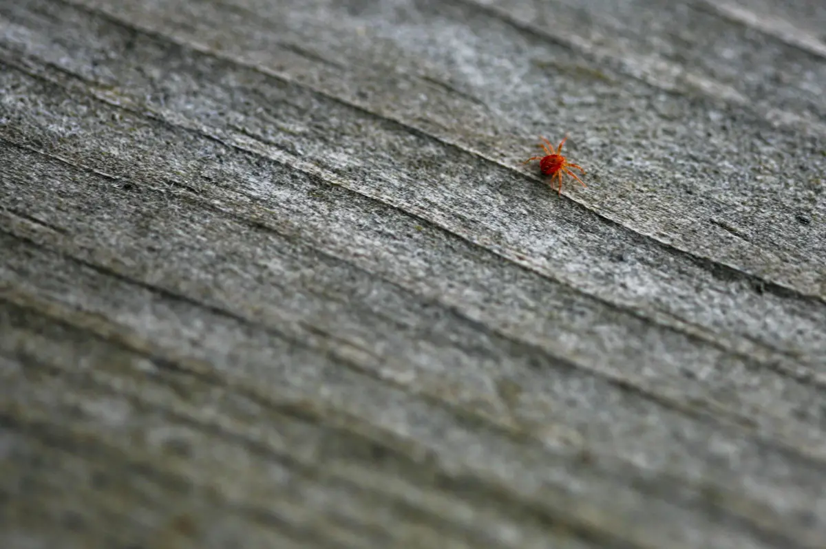 Red spider at home: What damages it does and how to combat it at home