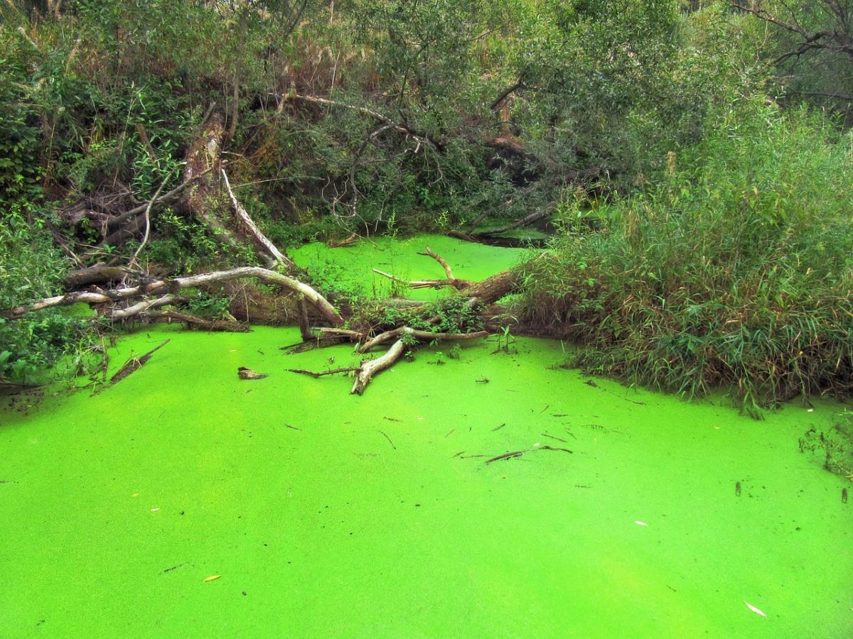 What is eutrophication? | Gardening On