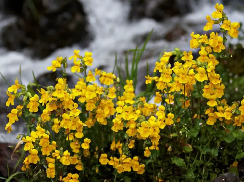 Characteristics, uses and care of plants of the genus Mimulus