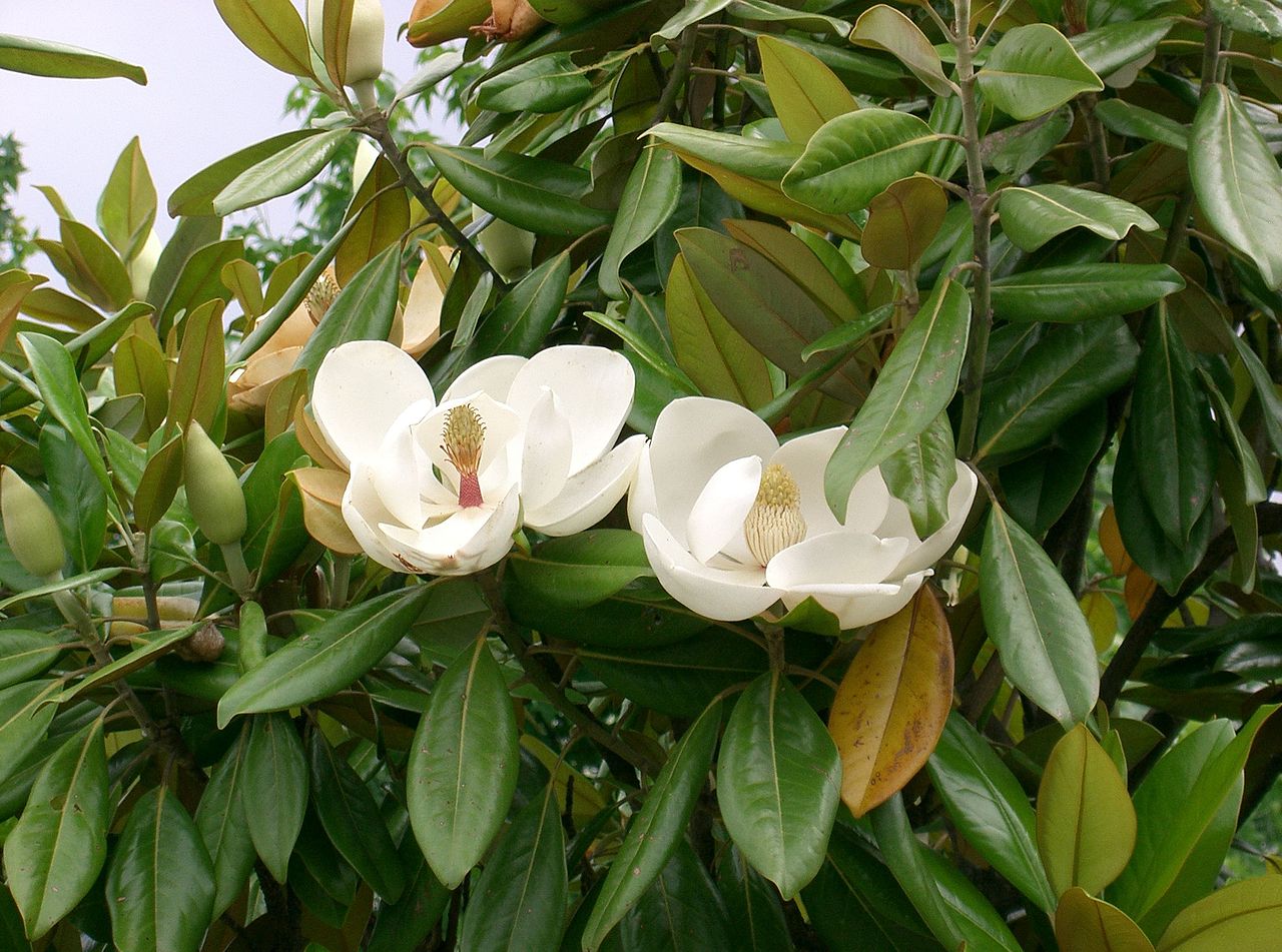 Why does the magnolia tree have brown leaves?