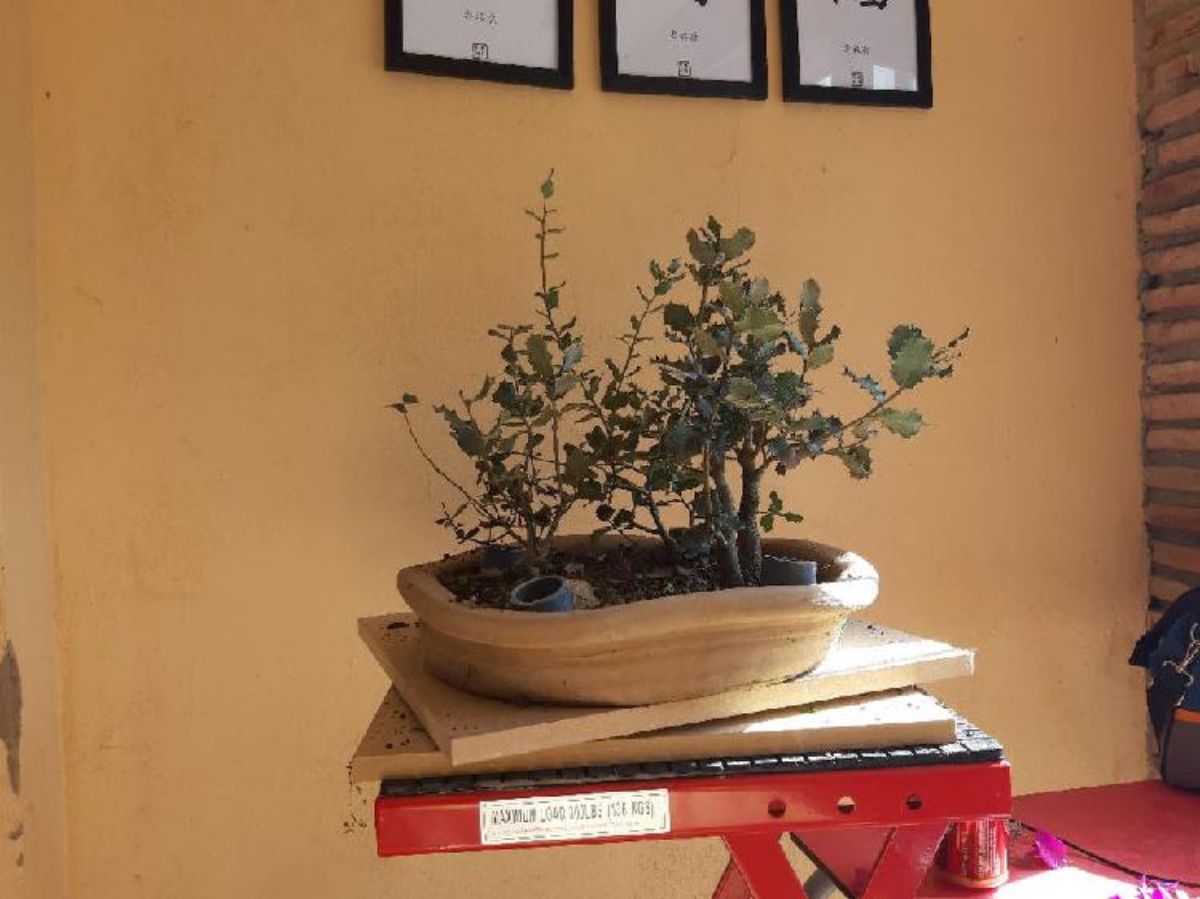 How to take care of an oak bonsai