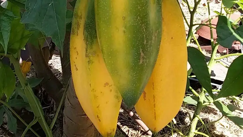Discover Babaco, an exotic fruit with multiple properties