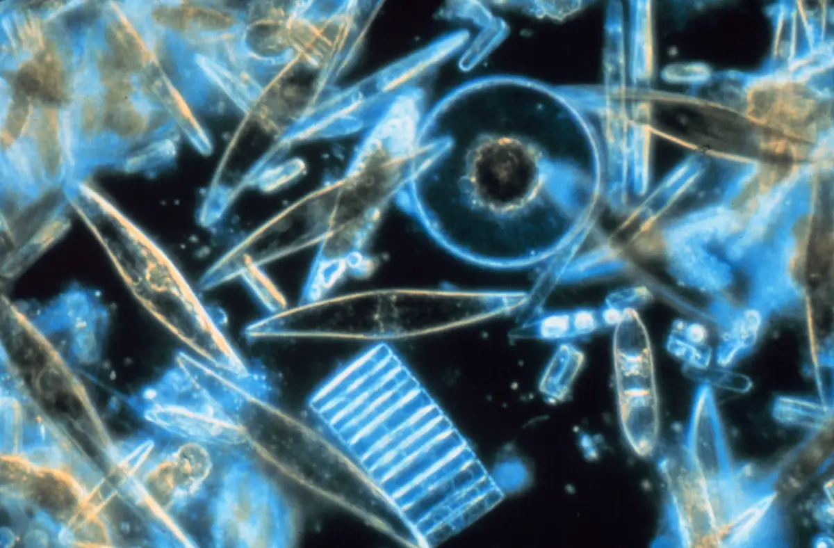 Everything you need to know about phytoplankton and its importance