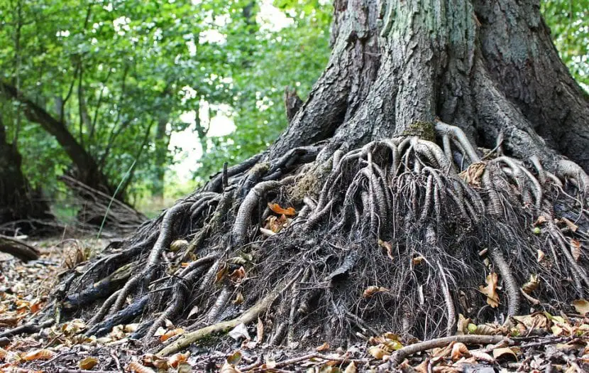 What types of roots do plants have?