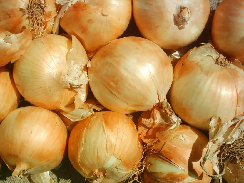 How to make a pesticide with garlic and onion