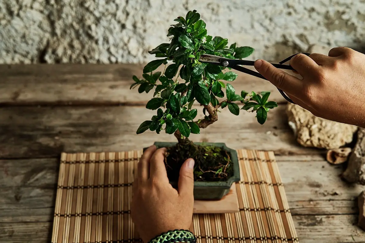 When to transplant a bonsai: characteristics, frequency and more
