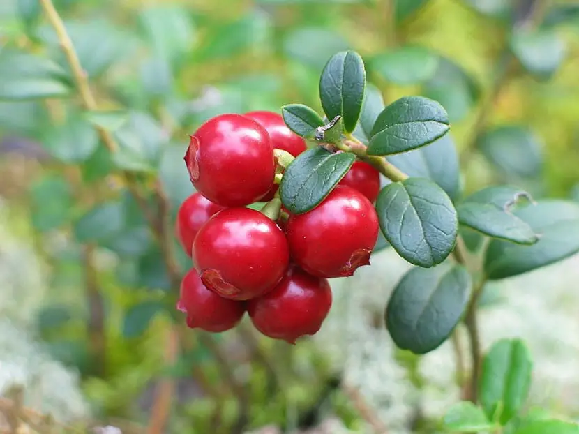 Discover the uses and benefits of Blueberry or Vaccinium macrocarpon.