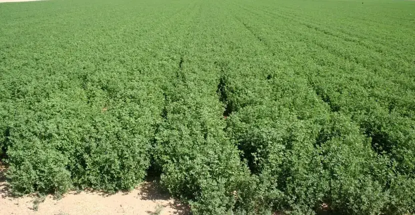 Everything you need to know about growing alfalfa