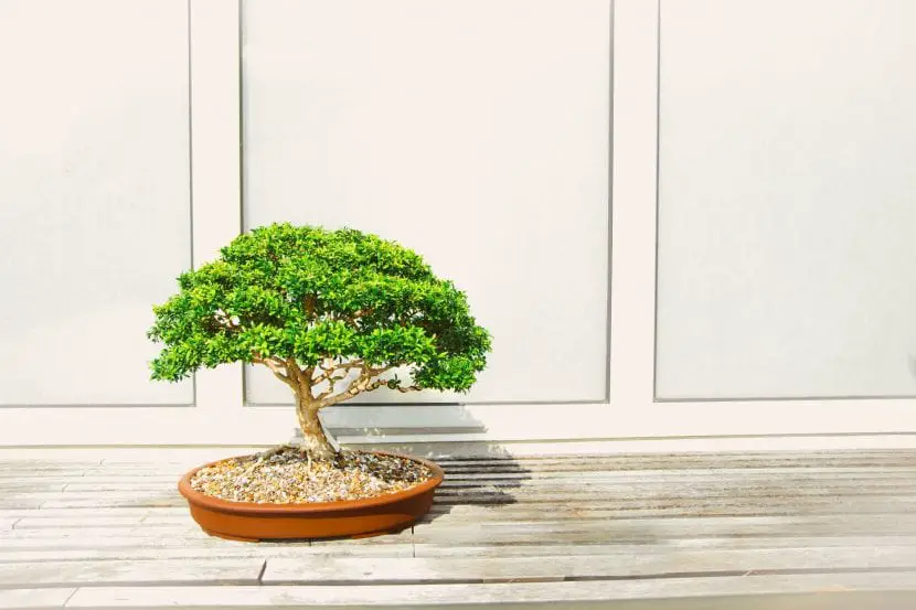 What are the bonsai tools needed to care for it?