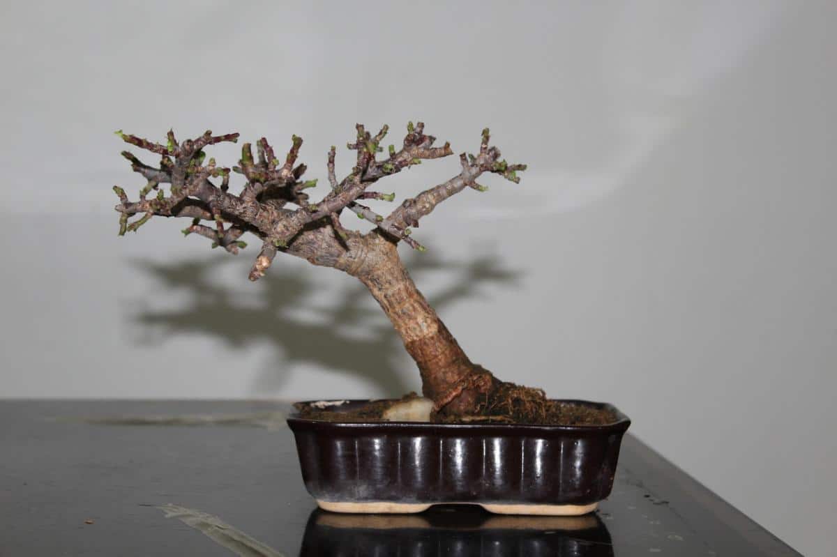 How to recover a dry bonsai?