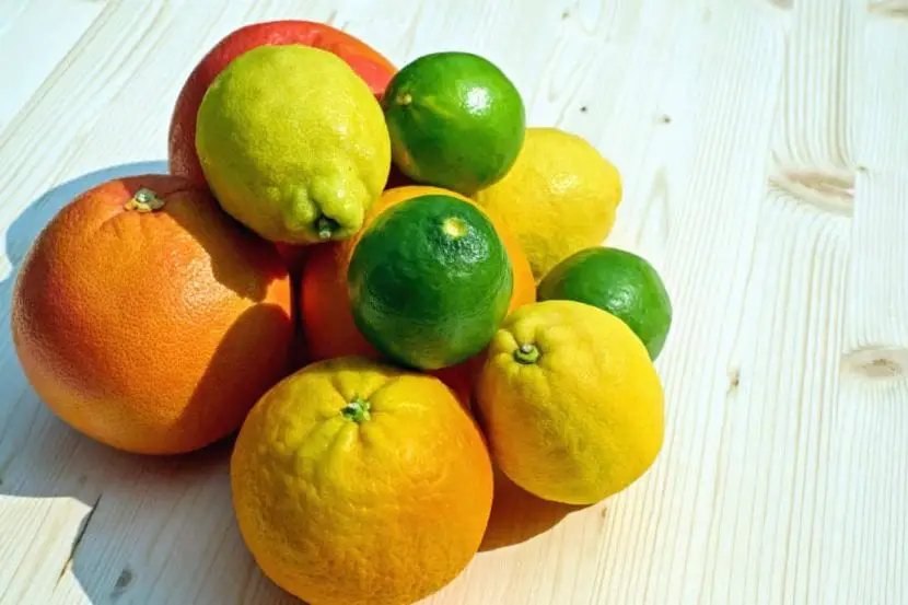 Characteristics and cultivation of citrus, the most decorative fruit trees