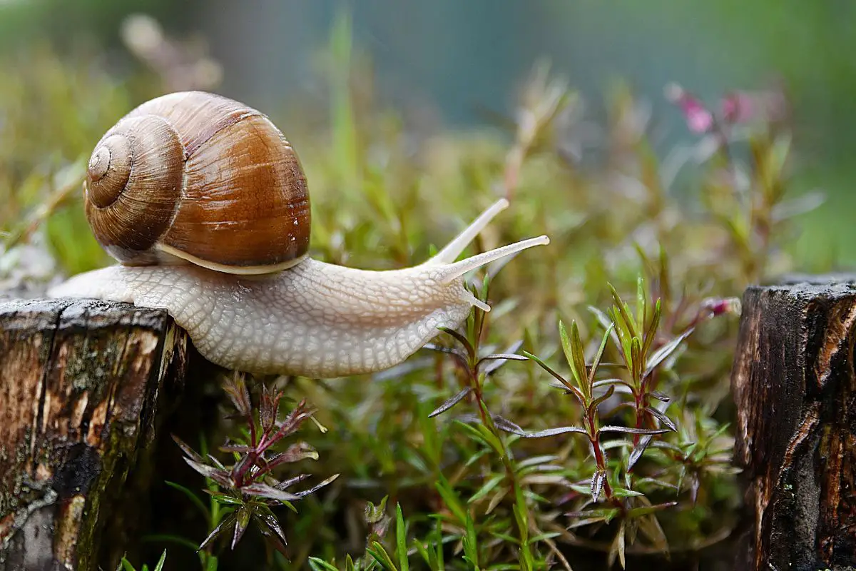 The best products to eliminate snails and slugs