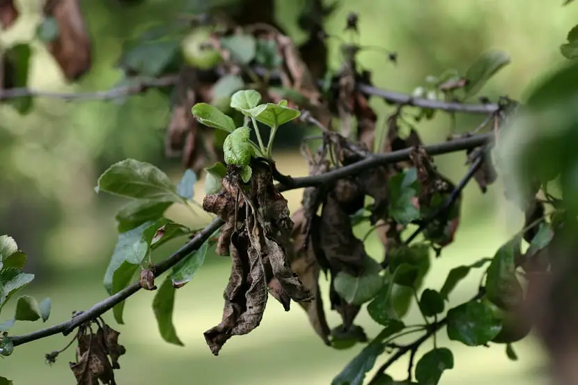 Discover Erwinia amylovora, the cause of the blight blight