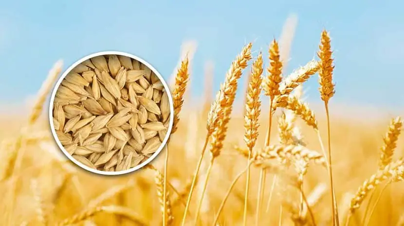 Everything you need to know about growing barley