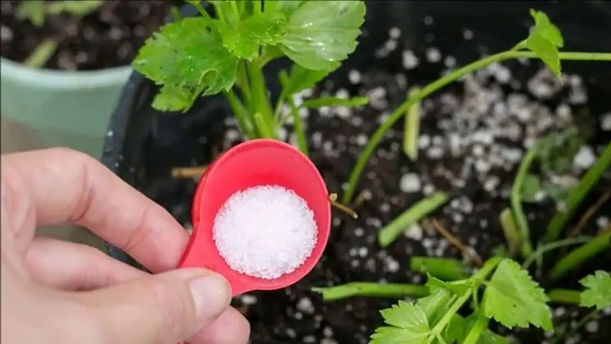 The Uses of Baking Soda in Plants