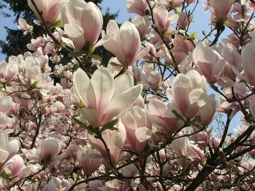 File of the Magnolia soulangeana, a shrub with beautiful flowers