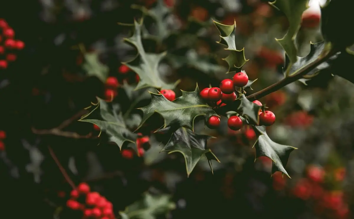 How to Plant a Holly: Top Tips and Tricks